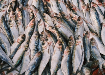 Sardine