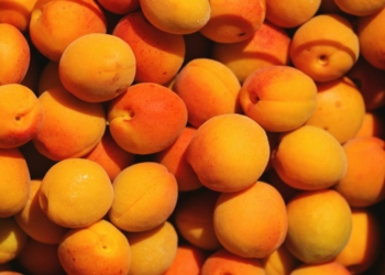 Apricot